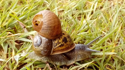 Close-up of snail on grass