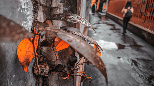 Close-up of fire on log