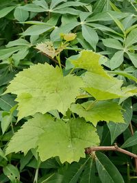 High angle view of leaves on plant