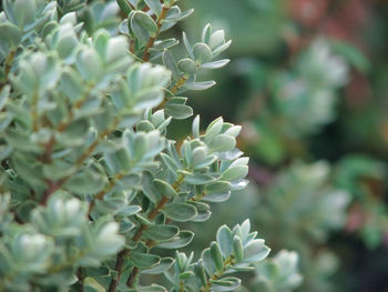 Close-up of plant with leaves