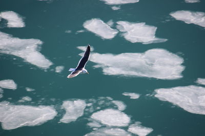 High angle view of bird flying over sea