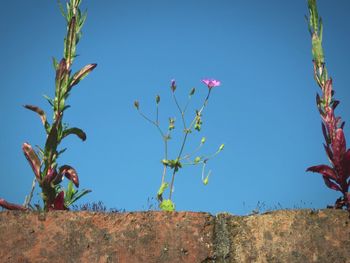 Low angle view of flowers against clear blue sky