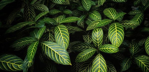 Full frame shot of green leaves