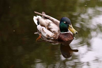 Mallard duck swimming in pond