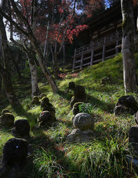 Trees in forest