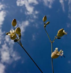 Low angle view of plant against sky