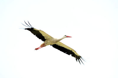 Low angle view of bird flying against clear sky