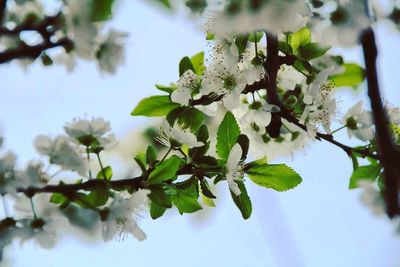 Close-up of fresh flower tree against sky