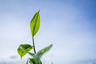 Close-up of plant against sky