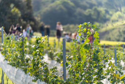 Close-up of grapes plants growing on field