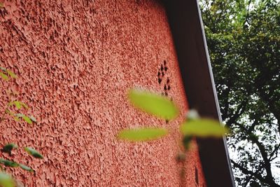 Close-up of leaves on tree