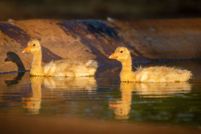 Ducks swimming in lake