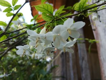 Close-up of white flowers blooming on tree