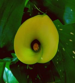 Close-up of yellow flowering plant