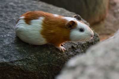 Close-up of a squirrel on rock