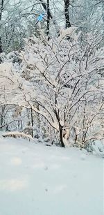 Bare trees on snow covered landscape