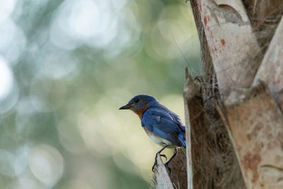 Close-up of bird perching on tree trunk