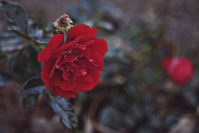 Close-up of red flower blooming outdoors