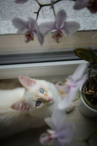 Close-up of cat by white flower