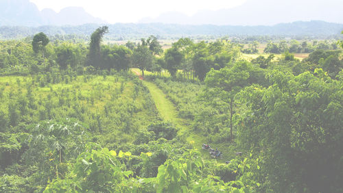 View of vineyard
