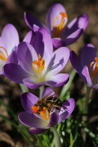 Close-up of bee pollinating on purple flower