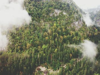 Trees growing on landscape