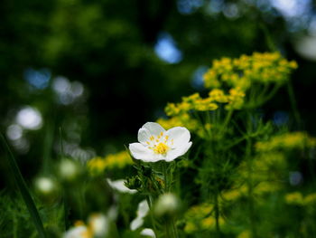 Close-up of white flowering plant