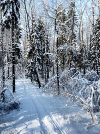 Snow covered trees in forest