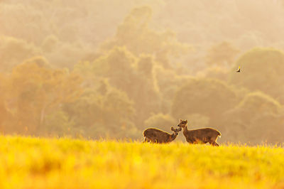 Low angle view of deer on field