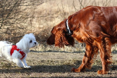 Dog standing on field