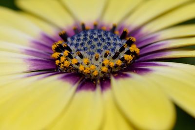 Close-up of yellow flower