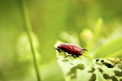 Close-up of insect on plant