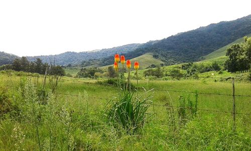 Scenic view of field against clear sky