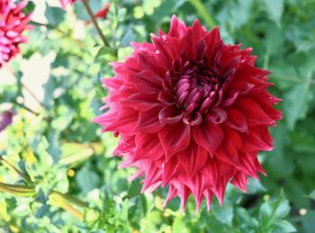 Close-up of pink dahlia flower in park