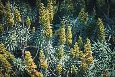 Close-up of pine tree in forest