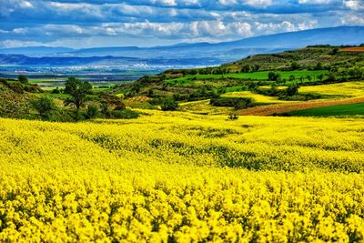 Scenic view of field against sky