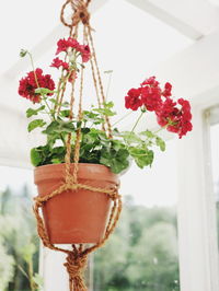 Close-up of red rose flower in pot