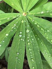 Close-up of wet plant leaves during rainy season