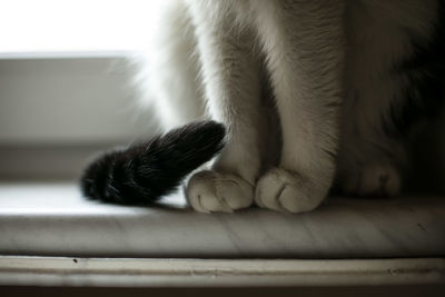 Low section of cat on table