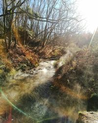 Scenic view of river in forest against sky