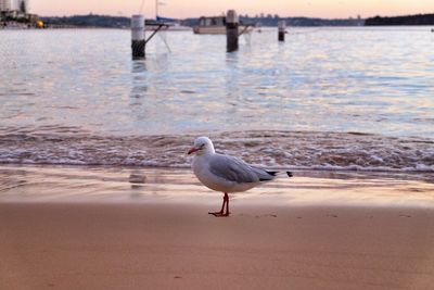 Seagull on shore at beach