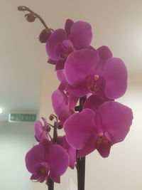 Close-up of pink orchid flowers in vase