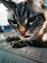 Close-up portrait of a cat