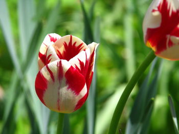 Close-up of red tulip