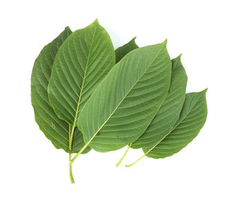 Close-up of green leaves against white background