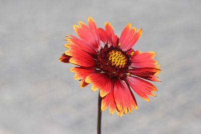 Close-up of orange gerbera daisy