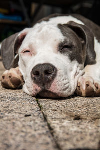 Close-up portrait of a dog sleeping