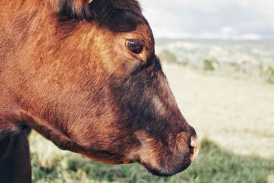 Close-up of a horse on field