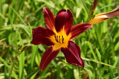 Close-up of red flowering plant