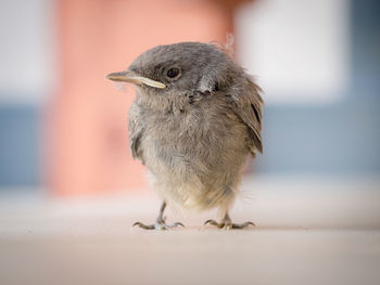 Close-up of a bird